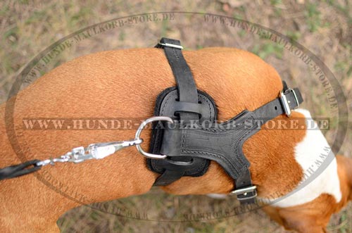 Golden Spikes Leather Harness for Cane Corso