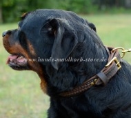 Rottweiler Halsband aus Leder Super Zöpfdesign!